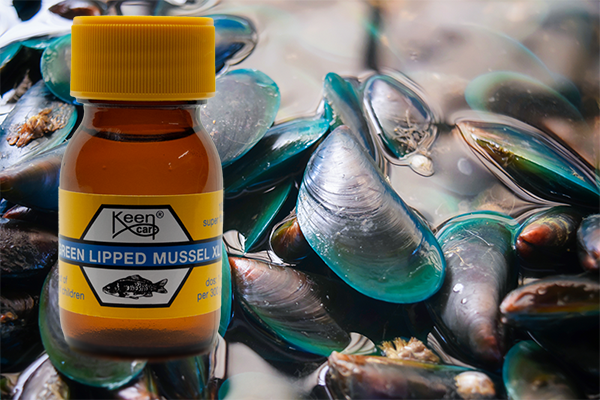 Green Lipped Mussel XL
